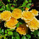 Rose 'Yellow Fairy' - Bodendeckerrose