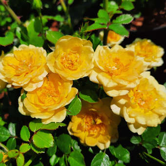 Rose 'Yellow Fairy'