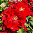 Rose 'Roter Korsar': Bild 1/6