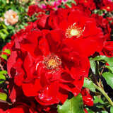 Rose 'Roter Korsar' - Moderne Strauchrose
