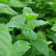 Mentha spicata: Bild 3/3