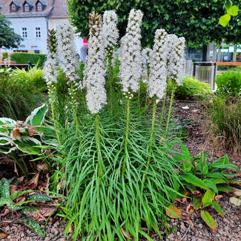 Liatris spicata 'Alba'