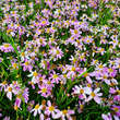 Coreopsis rosea 'American Dream': Bild 3/5