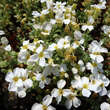 Aubrieta 'Fiona': Bild 2/3