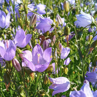 Campanula rotundifolia