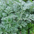 Artemisia absinthium: Bild 1/10
