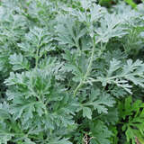 Artemisia absinthium - Wermut