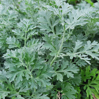 Artemisia absinthium