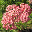 Achillea millefolium 'Lachsschönheit': Bild 1/1