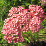 Achillea millefolium 'Lachsschönheit' - Schafgarbe
