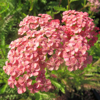 Achillea millefolium 'Lachsschönheit'