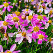 Coreopsis rosea 'American Dream': Bild 1/5