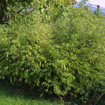 Fargesia 'Jiu'