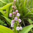 Convallaria majalis 'Rosea': Bild 1/1