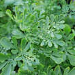 Ruta graveolens: Bild 5/8