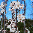 Prunus cerasifera 'Crimson Pointe': Bild 2/9