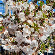 Prunus incisa 'Kojou-no-mai': Bild 1/4