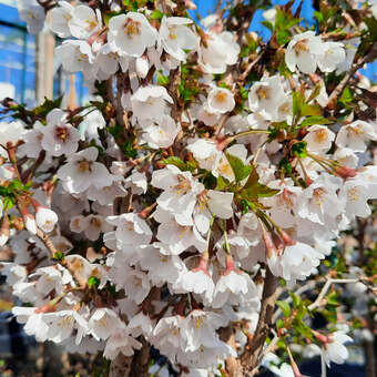 Prunus incisa 'Kojou-no-mai'