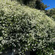 Clematis terniflora: Bild 8/11