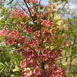 Xanthoceras sorbifolium 'Happy Orange': Bild 3/10