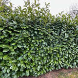 Prunus laurocerasus 'Genolier' - Kirschlorbeer