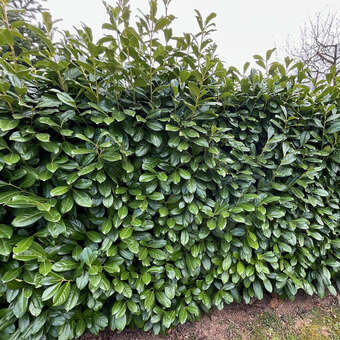 Prunus laurocerasus 'Genolier'
