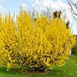 Forsythia intermedia 'Lynwood': Bild 1/7