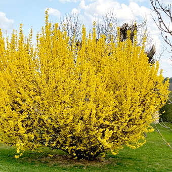 Forsythia intermedia 'Lynwood'