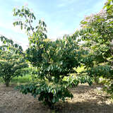 Cornus controversa - Etagenhartriegel