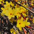 Jasminum nudiflorum: Bild 3/7