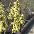 Stachyurus chinensis 'Celina': Bild 1/3