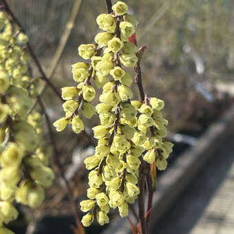 Stachyurus chinensis 'Celina'