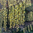 Stachyurus chinensis 'Celina': Bild 3/3