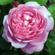 Rose 'Mary Rose': Bild 1/5