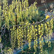 Stachyurus chinensis 'Celina': Bild 2/3