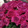 Rose 'Belles Rives': Bild 7/10