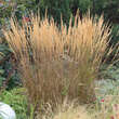 Calamagrostis acutiflora 'Karl Foerster': Bild 1/12