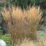 Calamagrostis acutiflora 'Karl Foerster' - Reitgras