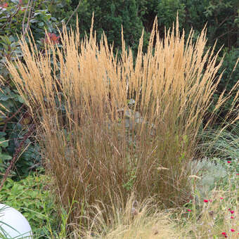 Calamagrostis acutiflora 'Karl Foerster'