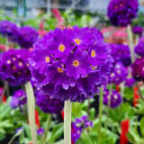 Primula denticulata 'Blaue Auslese' - Kugelprimel