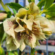 Helleborus orientalis 'Double Ellen Yellow Spotted': Bild 1/2