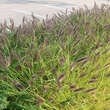 Pennisetum alopecuroides 'Viridescens': Bild 5/9