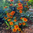 Heliopsis helianthoides 'Bleeding Hearts': Bild 5/5