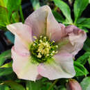 Helleborus orientalis 'Pretty Ellen Pink' - Schneerose