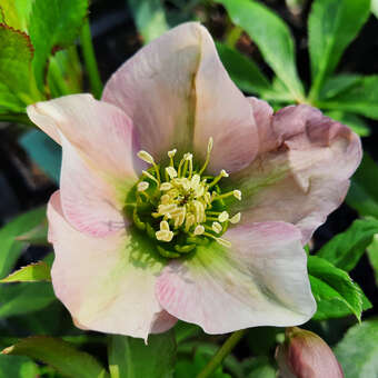Helleborus orientalis 'Pretty Ellen Pink'
