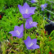 Campanula persicifolia 'Grandiflora Coerulea': Bild 3/6