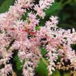 Astilbe arendsii 'Brautschleier': Bild 4/5