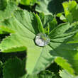 Alchemilla mollis: Bild 1/13