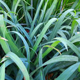 Carex laxiculmis 'Bunny Blue' - Segge