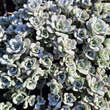 Sedum spathulifolium 'Cape Blanco': Bild 2/5